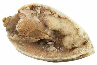 Chalcedony Replaced Gastropod With Sparkly Quartz - India #269841