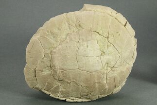 Oligocene Fossil Tortoise (Stylemys) - South Dakota #269871