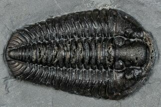 Calymene Niagarensis Trilobite Fossil - New York #269952