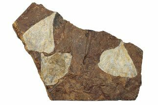 Three Paleocene Fossil Ginkgo Leaves - North Dakota #270179