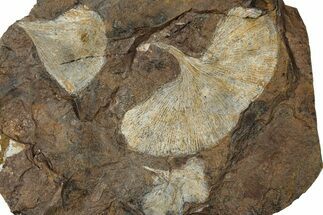 Three Paleocene Fossil Ginkgo Leaves - North Dakota #270194