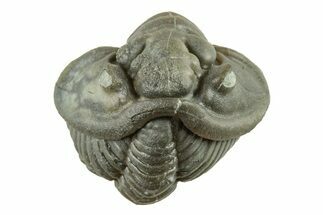 Wide, Enrolled Flexicalymene Trilobite - Indiana #270405