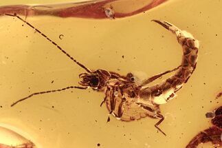 Amazing Fossil Earwig (Dermaptera) In Baltic Amber - Rare Inclusion #270583