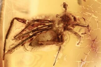 Large Fossil Jumping Spider (Salticidae) In Baltic Amber #270585