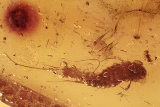 Fossil Silverfish (Zygentoma) In Baltic Amber - Rare #270597