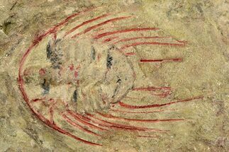 Selenopeltis Trilobite With Red Spines - Fezouata Formation #270542