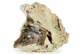 Agatized Fossil Coral Geode - Florida #271619