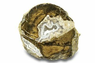 Petrified Wood Limb Round with Chalcedony - Indonesia #271374