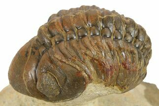 Detailed Reedops Trilobite - Foum Zguid, Morocco #271916