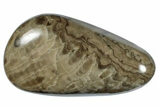 Large, Polished Petoskey Stone (Fossil Coral) - Michigan #271880