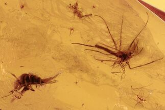 Fossil Rove Beetle, Wasp, True Midge, and Moth Fly In Baltic Amber #272148