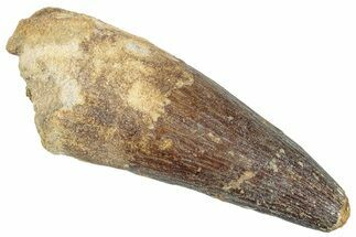 Real Fossil Spinosaurus Tooth - Beastly Dinosaur Tooth #272129