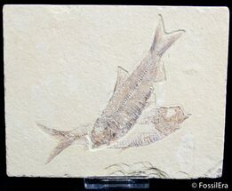 Double Knightia Fossil Fish Plate #2556