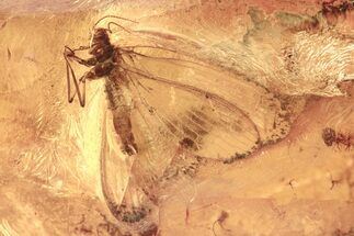 Detailed Fossil Lacewing (Nevrorthidae) In Baltic Amber #272663