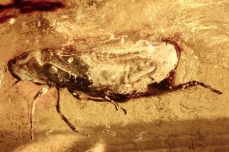 Detailed Fossil Leafhopper (Cicadellidae) In Baltic Amber #273302
