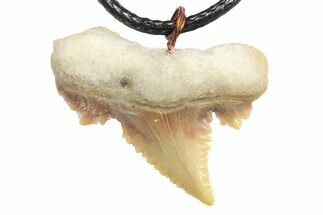Serrated, Fossil Paleocarcharodon Shark Tooth Necklace #273610