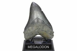 Huge, Fossil Megalodon Tooth - Serrated Blade #273806