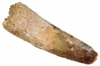 Fossil Spinosaurus Tooth - Real Dinosaur Tooth #273787