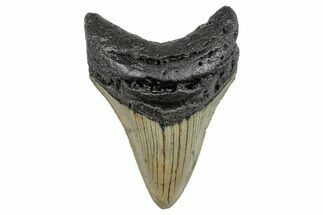 Serrated, Fossil Megalodon Tooth - North Carolina #273953