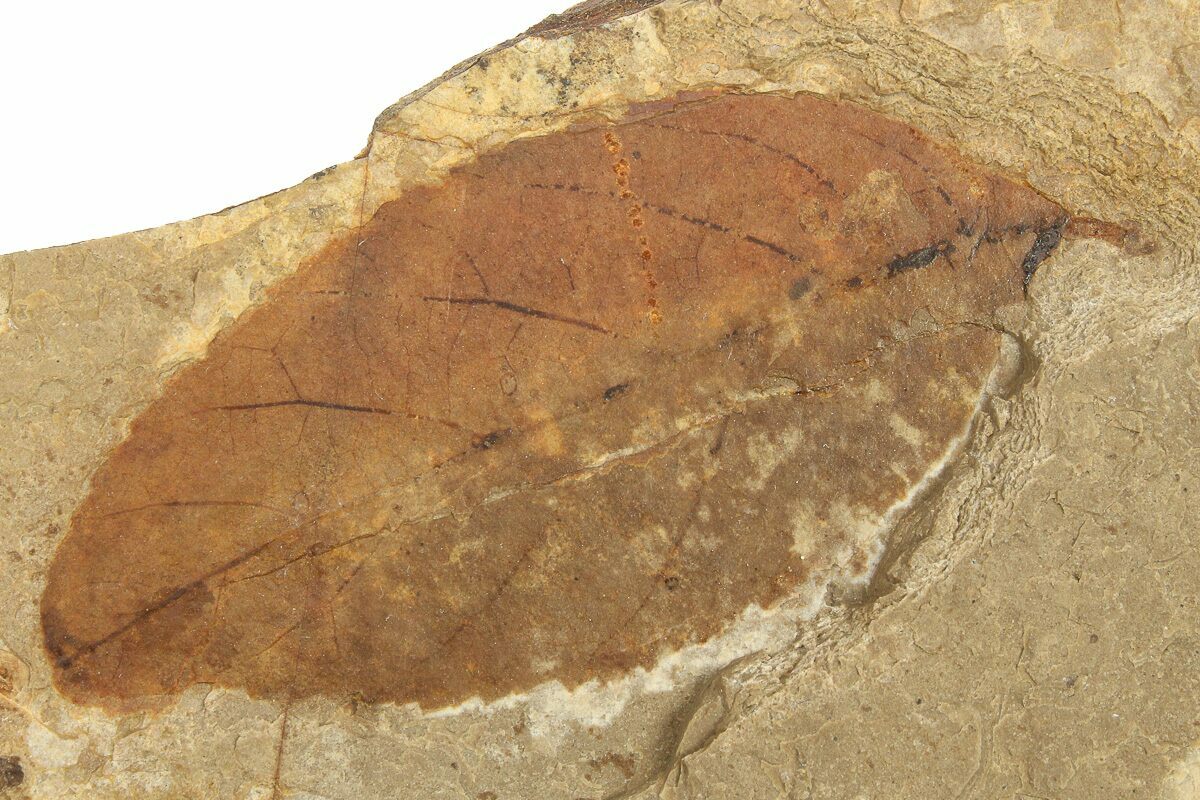 Fossil Leaf Alnus Mcabee Fossil Beds Bc For Sale