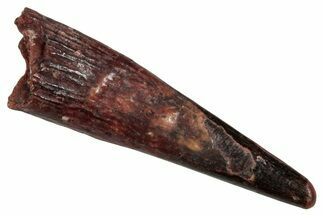 Fossil Pterosaur (Siroccopteryx) Tooth - Morocco #274241