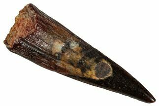Fossil Pterosaur (Siroccopteryx) Tooth - Morocco #274247