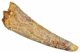 Fossil Pterosaur (Siroccopteryx) Tooth - Morocco #274334