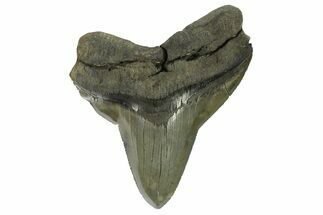 Serrated, Fossil Megalodon Tooth - Pathological Blade #274535