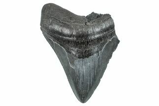Partial Serrated Fossil Megalodon Tooth - South Carolina #274582
