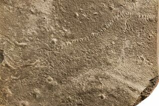 Ichnofossils (Trace Fossils) For Sale