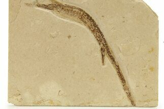 Plate of Fossil Pipefish (Syngnathus & Hipposyngnathus) #275041