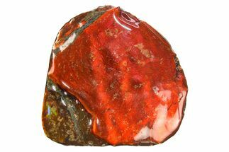 Flashy Ammolite (Fossil Ammonite Shell) - Fiery Red! #275118