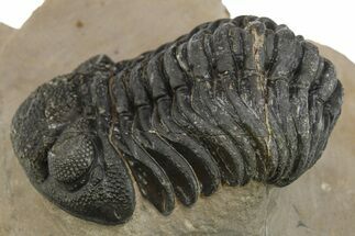 Detailed Phacopid (Morocops) Trilobite - Foum Zguid, Morocco #275238