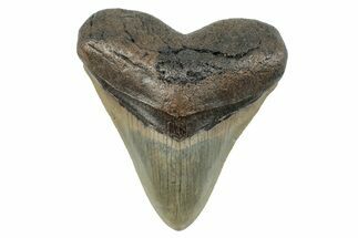 Serrated, Fossil Megalodon Tooth - North Carolina #273989