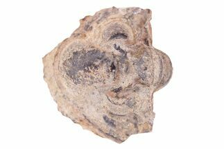 Enrolled Pennsylvanian Trilobite (Ditomopyge) Fossil - Oklahoma #275323