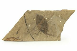Fossil Plant Plate - McAbee, BC #276334