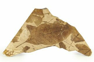 Fossil Plant (Fagus) Leaf - McAbee, BC #276337