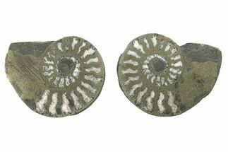Pyritized Cut Ammonite Fossil Pair - Morocco #276659