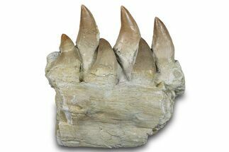 Mosasaur (Prognathodon) Jaw with Six Teeth - Morocco #276702