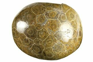 Polished Fossil Coral (Actinocyathus) Head - Morocco #276761
