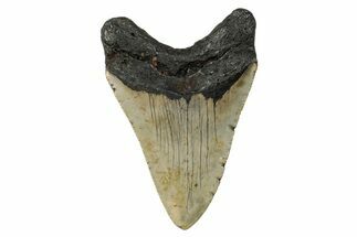 Serrated, Fossil Megalodon Tooth - North Carolina #274004