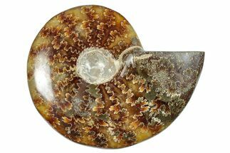 Polished Cretaceous Ammonite (Cleoniceras) Fossil - Madagascar #277048