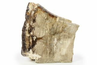 Polished Petrified Wood Slab #277132