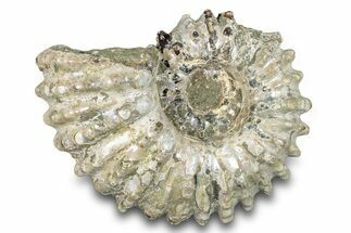 Bumpy Ammonite (Douvilleiceras) Fossil - Madagascar #277170