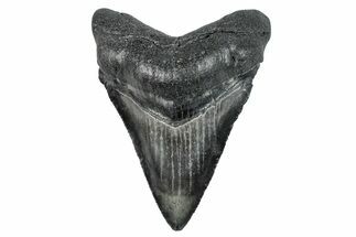 Serrated, Juvenile Megalodon Tooth - South Carolina #277335