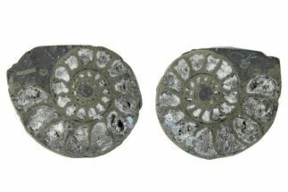Pyritized Cut Ammonite Fossil Pair - Morocco #276603