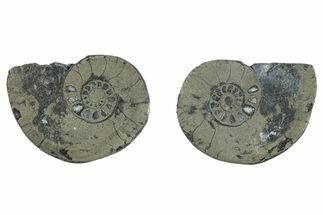 Pyritized Cut Ammonite Fossil Pair - Morocco #276623