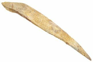 Fossil Shark (Asteracanthus) Dorsal Spine - Kem Kem Beds #277666