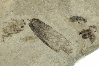 Fossil Insect - Green River Formation, Colorado #278135