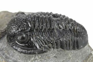 Detailed Gerastos Trilobite Fossil - Morocco #277651